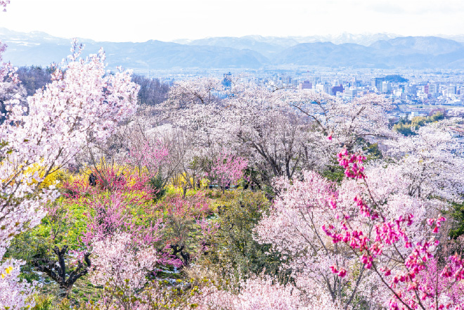 花見山公園